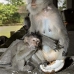 monkey_macaque_balinese_mf_ubud_v_0441_bal0442.jpg